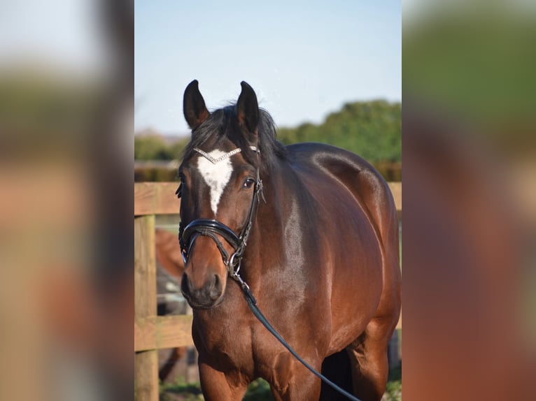Zangersheider Wallach 6 Jahre 170 cm Dunkelbrauner in Achtmaal