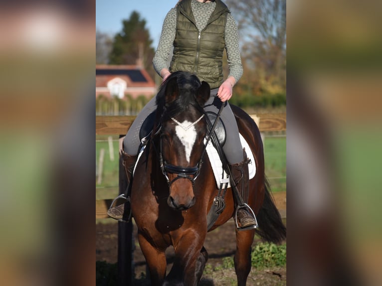 Zangersheider Wallach 6 Jahre 170 cm Dunkelbrauner in Achtmaal