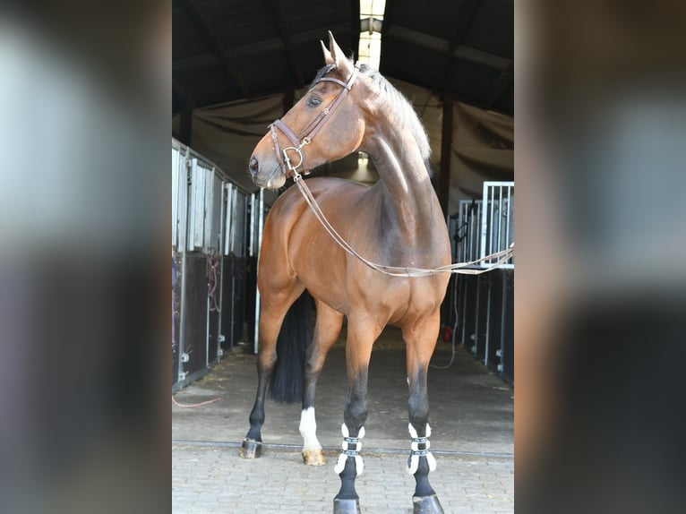 Zangersheider Wallach 6 Jahre 170 cm Dunkelbrauner in Geilenkirchen