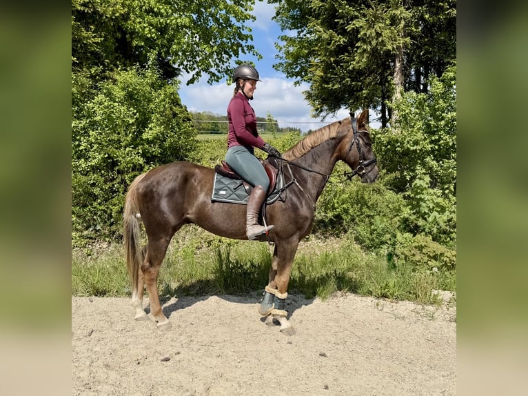 Zangersheider Wallach 6 Jahre 170 cm Dunkelfuchs in Pelmberg
