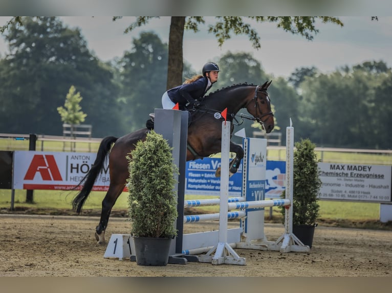 Zangersheider Wallach 6 Jahre 170 cm Schwarzbrauner in Ochtrup