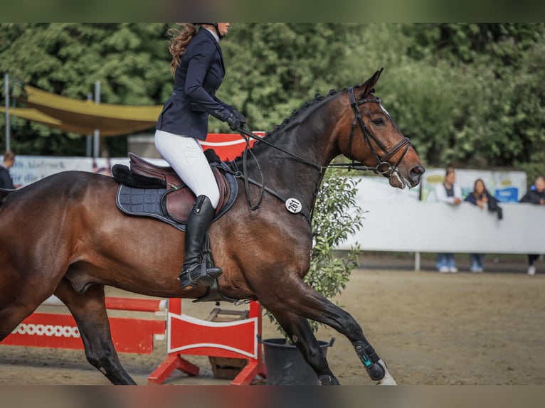 Zangersheider Wallach 6 Jahre 170 cm Schwarzbrauner in Ochtrup