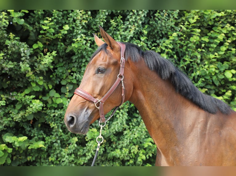 Zangersheider Wallach 6 Jahre 171 cm Brauner in Nettetal