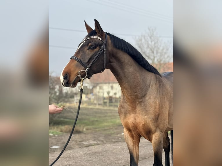 Zangersheider Wallach 6 Jahre 171 cm Rotbrauner in Szarvas