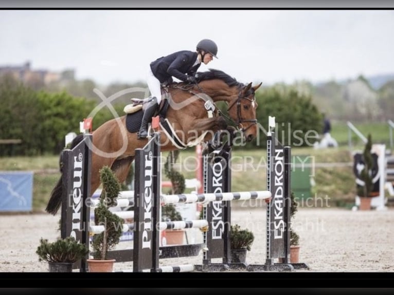 Zangersheider Wallach 6 Jahre 172 cm Brauner in Hasbergen