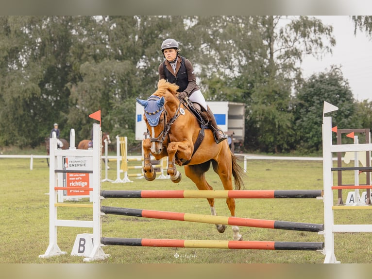 Zangersheider Wallach 6 Jahre 172 cm Fuchs in Peenemünde