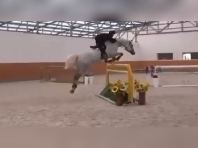 Zangersheider Wallach 6 Jahre 172 cm Schimmel in Debrecen