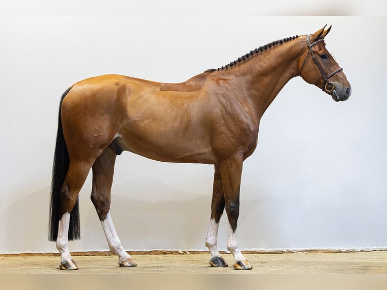 Zangersheider Wallach 6 Jahre 173 cm Brauner in Waddinxveen