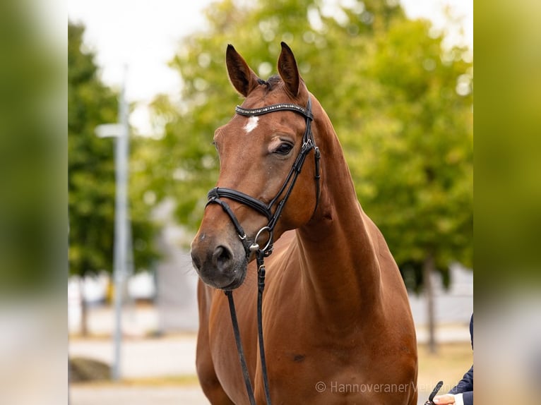 Zangersheider Wallach 6 Jahre 174 cm Brauner in Verden