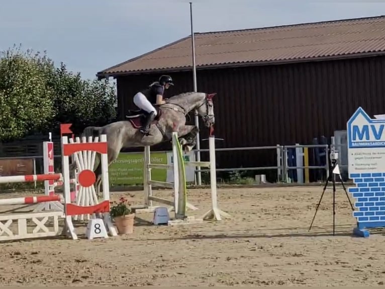 Zangersheider Wallach 6 Jahre 175 cm Apfelschimmel in Soest