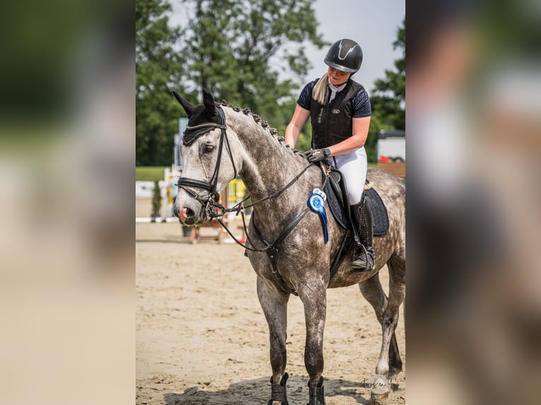 Zangersheider Wallach 6 Jahre 175 cm Apfelschimmel in Soest