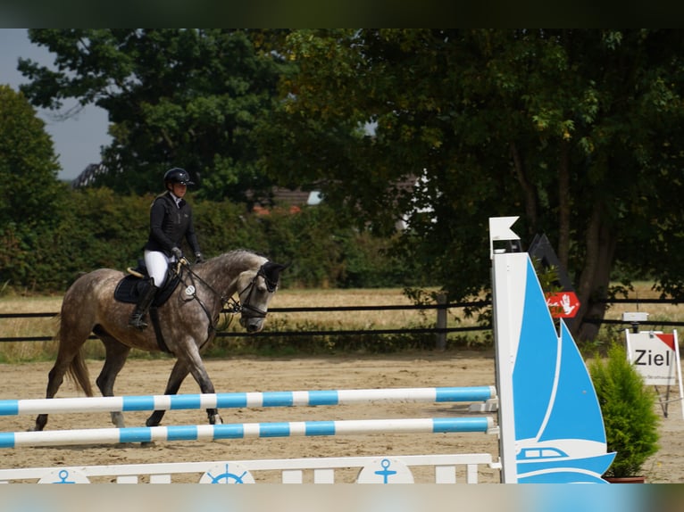 Zangersheider Wallach 6 Jahre 175 cm Apfelschimmel in Soest
