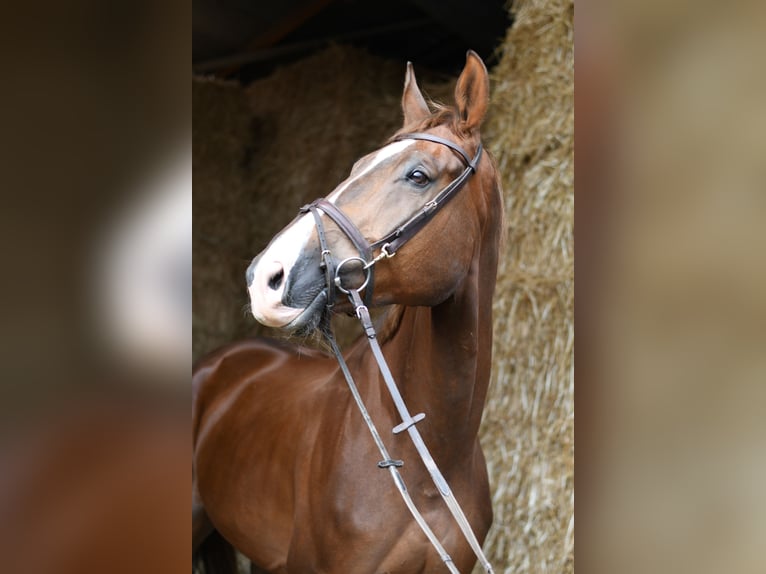Zangersheider Wallach 6 Jahre 175 cm Dunkelfuchs in Geilenkirchen