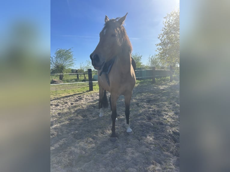 Zangersheider Wallach 6 Jahre 175 cm  in Lienen