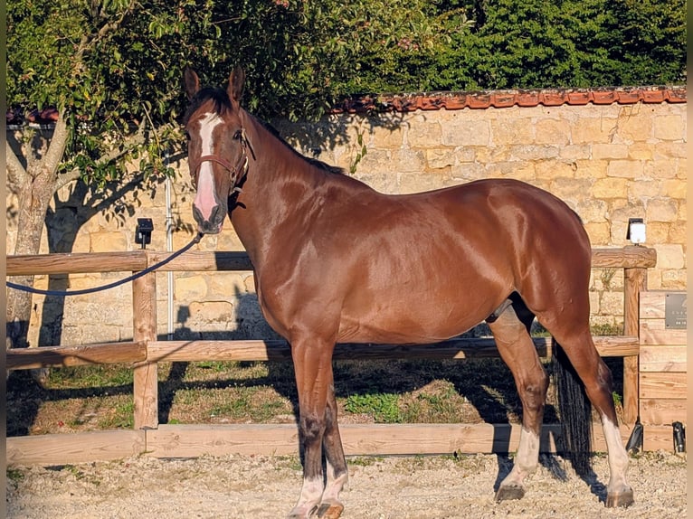 Zangersheider Wallach 6 Jahre 175 cm Hellbrauner in Presles