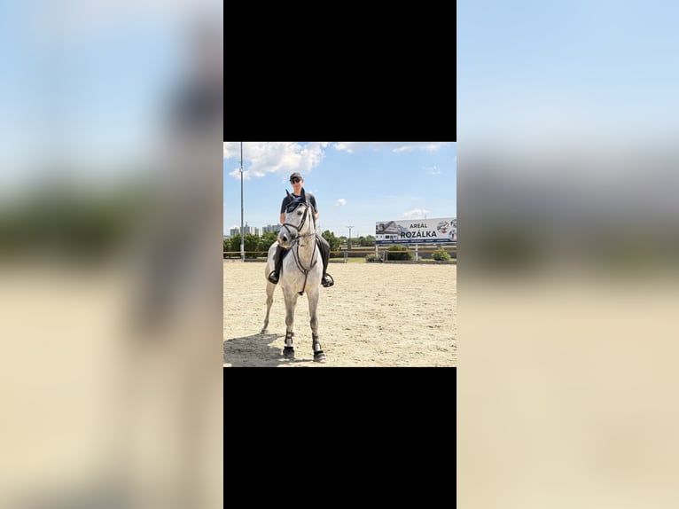 Zangersheider Wallach 6 Jahre 175 cm Schimmel in Bratislava