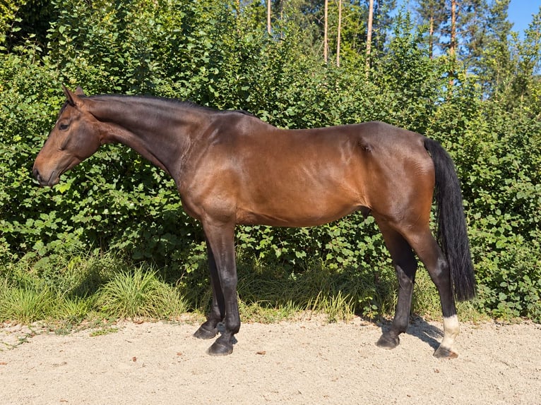 Zangersheider Wallach 6 Jahre 176 cm Dunkelbrauner in Davidschlag
