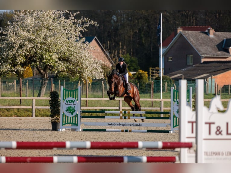 Zangersheider Wallach 6 Jahre 178 cm Dunkelbrauner in Scherpenheuvel