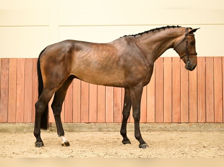 Zangersheider Wallach 6 Jahre 180 cm Brauner in Bladel