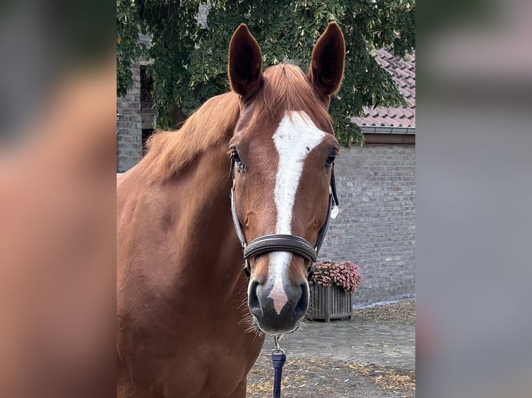 Zangersheider Wallach 6 Jahre 180 cm Fuchs in Hasselt