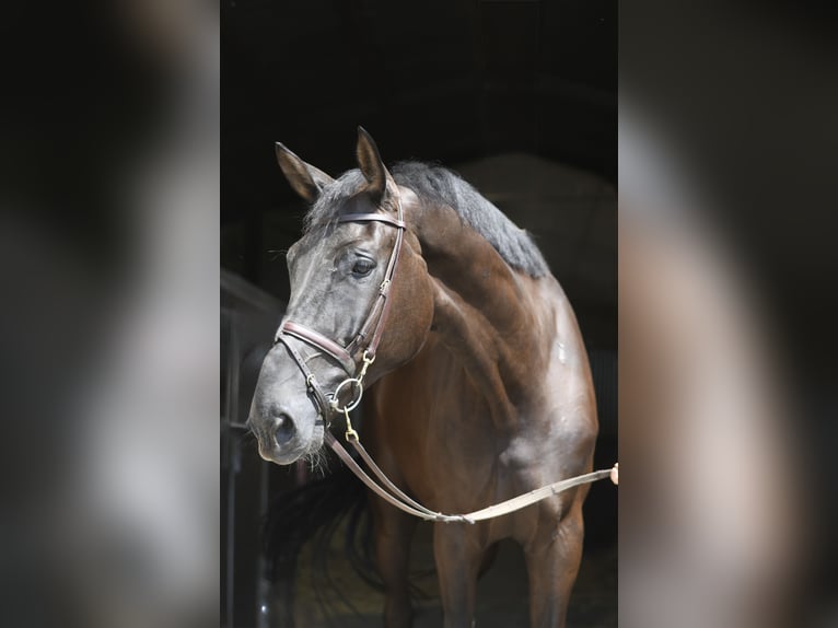 Zangersheider Wallach 6 Jahre 183 cm Rappe in Geilenkirchen