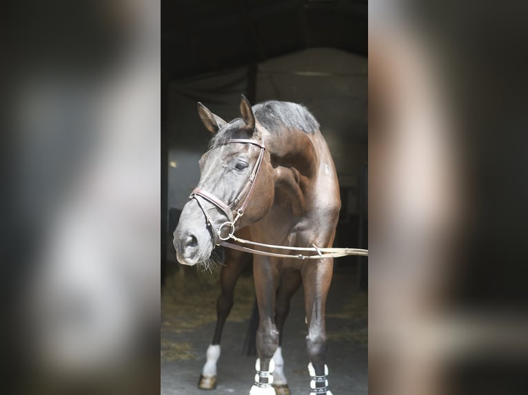 Zangersheider Wallach 6 Jahre 183 cm Rappe in Geilenkirchen
