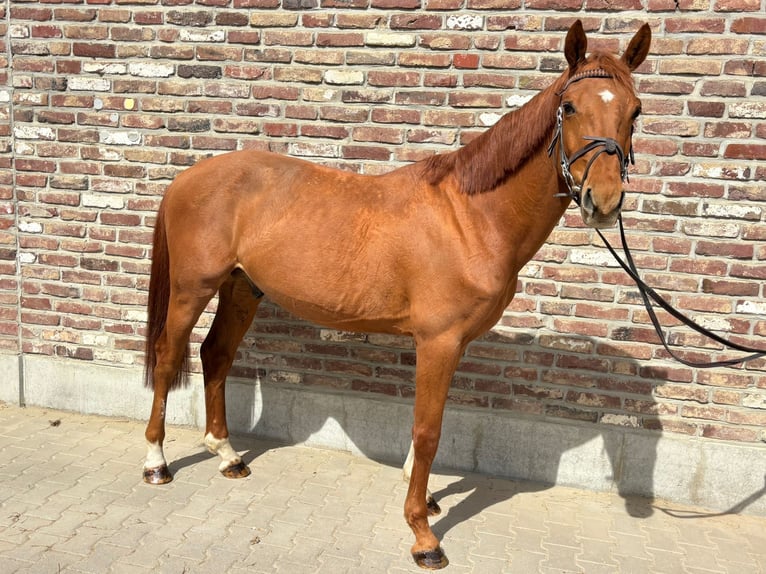 Zangersheider Wallach 7 Jahre 148 cm Fuchs in Grevenbroich