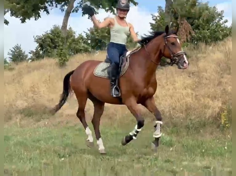 Zangersheider Wallach 7 Jahre 160 cm Brauner in Kaldenkirchen