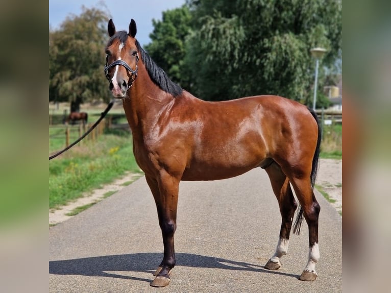 Zangersheider Wallach 7 Jahre 160 cm Brauner in Kaldenkirchen