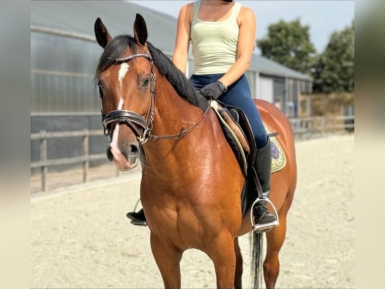 Zangersheider Wallach 7 Jahre 160 cm Brauner in Kaldenkirchen