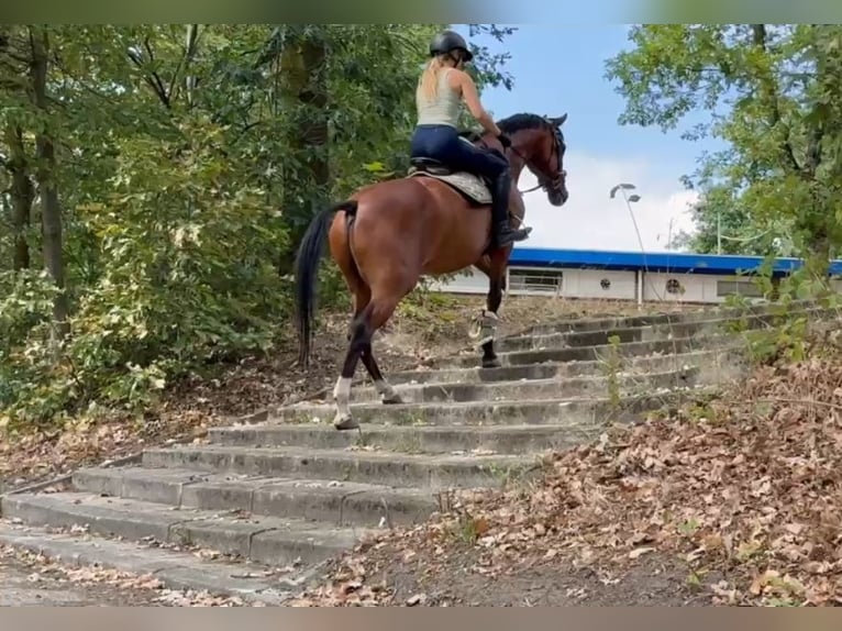 Zangersheider Wallach 7 Jahre 160 cm Brauner in Kaldenkirchen