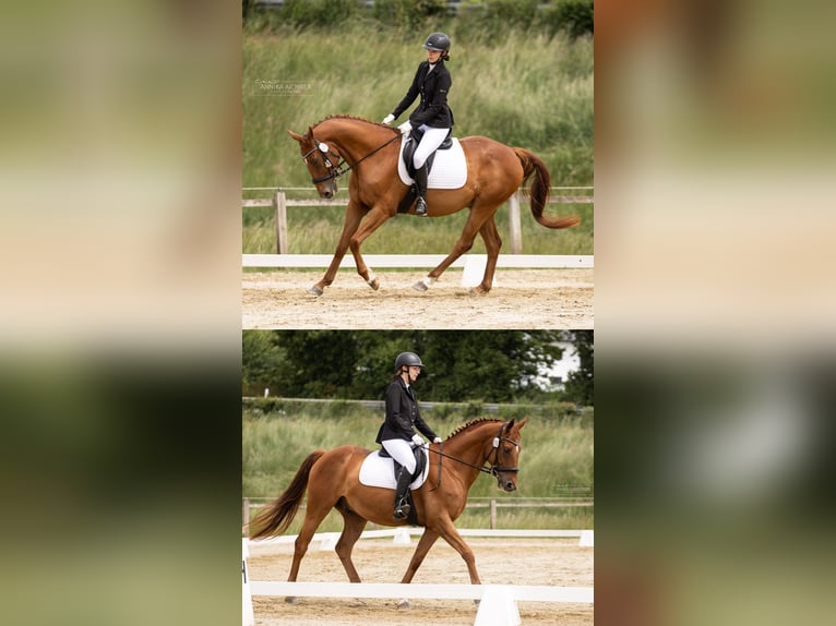 Zangersheider Wallach 7 Jahre 160 cm Fuchs in Erding