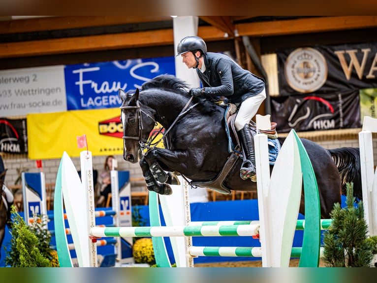 Zangersheider Wallach 7 Jahre 160 cm Schwarzbrauner in Ankum