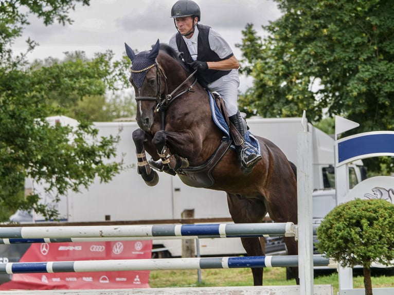 Zangersheider Wallach 7 Jahre 160 cm Schwarzbrauner in Ankum