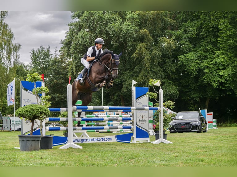 Zangersheider Wallach 7 Jahre 160 cm Schwarzbrauner in Ankum