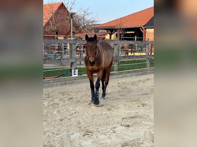 Zangersheider Wallach 7 Jahre 165 cm Brauner in Gronau (Leine)