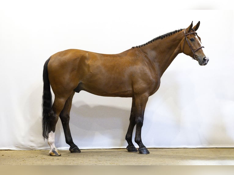 Zangersheider Wallach 7 Jahre 165 cm Brauner in Waddinxveen