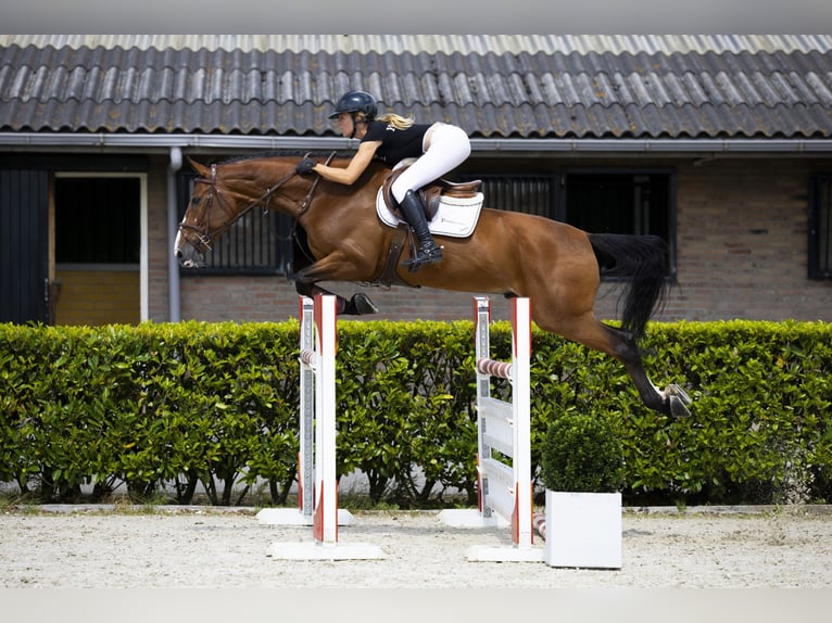 Zangersheider Wallach 7 Jahre 165 cm Brauner in Waddinxveen