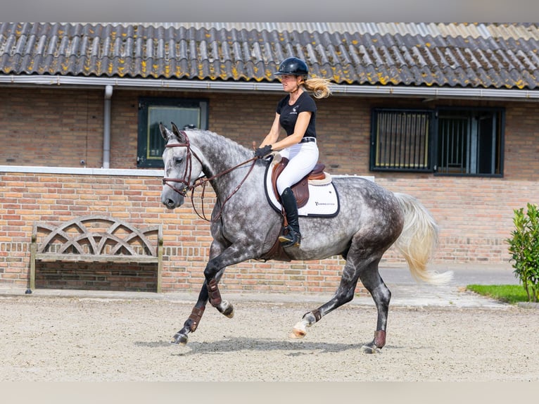 Zangersheider Wallach 7 Jahre 165 cm Schimmel in Waddinxveen