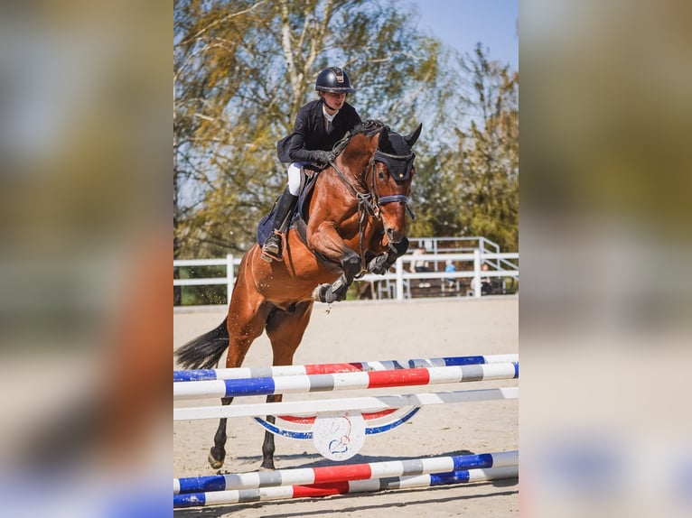 Zangersheider Wallach 7 Jahre 165 cm  in Nový Jičín