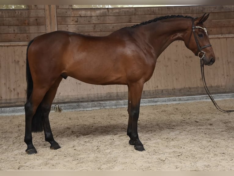Zangersheider Wallach 7 Jahre 165 cm  in Nový Jičín