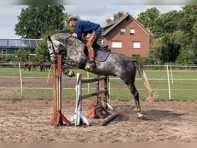 Zangersheider Wallach 7 Jahre 166 cm Apfelschimmel in Delbr&#xFC;ck