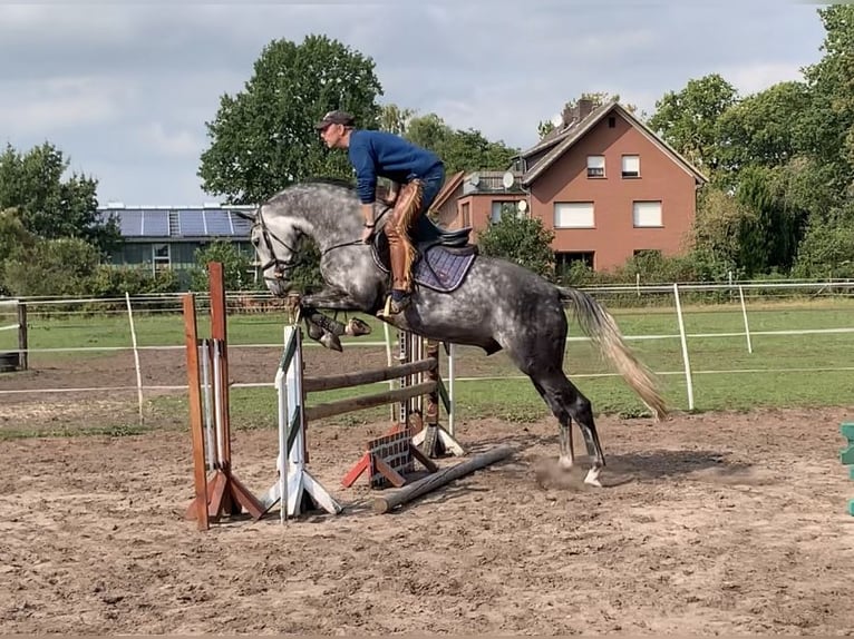 Zangersheider Wallach 7 Jahre 166 cm Apfelschimmel in Delbr&#xFC;ck