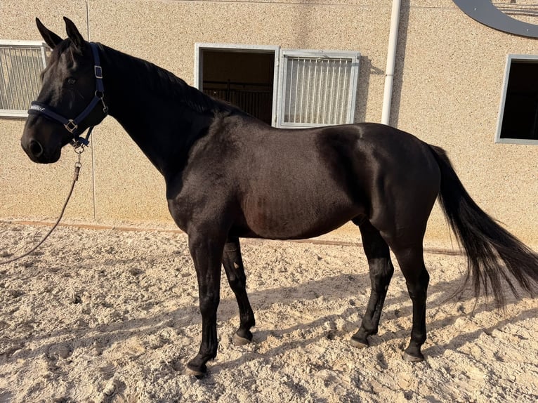 Zangersheider Wallach 7 Jahre 166 cm Rappe in Kozen