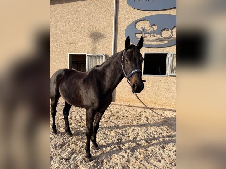 Zangersheider Wallach 7 Jahre 166 cm Rappe in Kozen