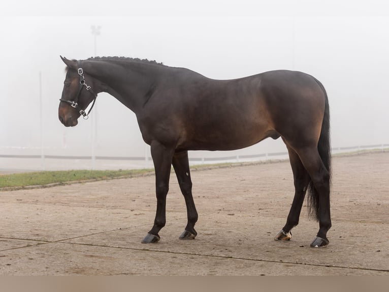 Zangersheider Wallach 7 Jahre 167 cm Brauner in Zagreb