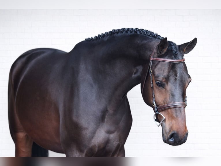 Zangersheider Wallach 7 Jahre 167 cm Dunkelbrauner in Brno