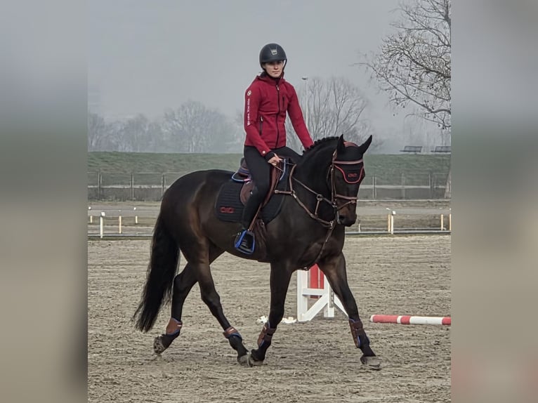 Zangersheider Wallach 7 Jahre 167 cm Dunkelbrauner in zagreb