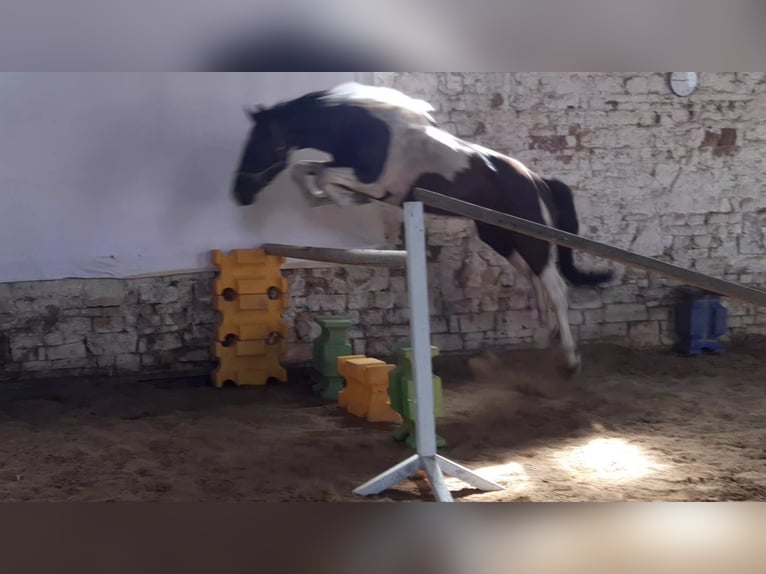 Zangersheider Wallach 7 Jahre 167 cm Schecke in Mücheln (Geiseltal)