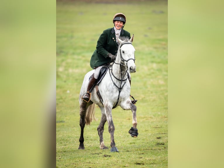 Zangersheider Wallach 7 Jahre 167 cm Schimmel in Verden (Aller)